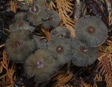 Parasola auricoma image