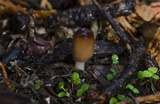 Parasola auricoma image