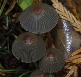 Parasola auricoma image