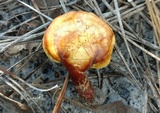 Ganoderma curtisii image