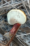 Ganoderma curtisii image