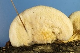 Climacodon pulcherrimus image