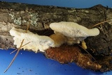 Climacodon pulcherrimus image
