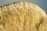 Climacodon pulcherrimus image