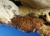 Climacodon pulcherrimus image