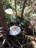 Melanoleuca verrucipes image