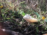 Melanoleuca verrucipes image