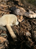 Melanoleuca verrucipes image