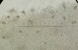 Hohenbuehelia grisea image