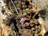 Peltigera praetextata image
