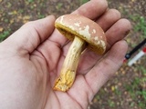 Hortiboletus campestris image
