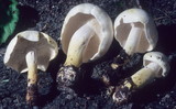 Tricholoma sulphurescens image