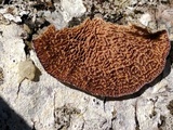 Trametes hirsuta image