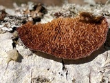Trametes hirsuta image
