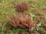 Alloclavaria purpurea image