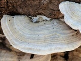 Gloeoporus dichrous image