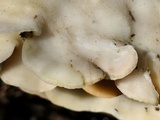 Gloeoporus dichrous image