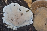 Trametes cubensis image