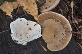 Trametes cubensis image