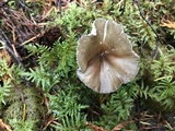 Clitocybula atrialba image