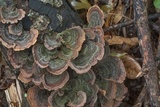 Stereum gausapatum image