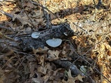 Trametes hirsuta image