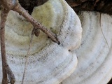 Trametes hirsuta image