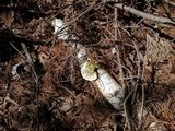 Trametes gibbosa image