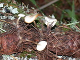 Strobilurus trullisatus image