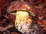 Boletus regius image