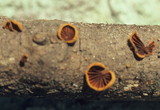 Anthracophyllum lateritium image