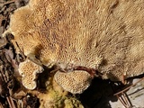 Trametes gibbosa image