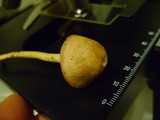 Marasmius oreades image