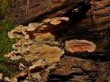 Merulius tremellosus image