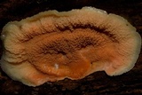 Merulius tremellosus image