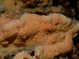 Merulius tremellosus image