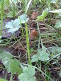 Psilocybe semilanceata image