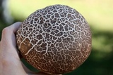 Calvatia cyathiformis image