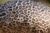 Calvatia cyathiformis image
