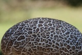 Calvatia cyathiformis image