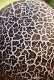 Calvatia cyathiformis image