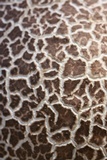Calvatia cyathiformis image