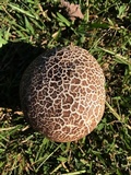 Calvatia cyathiformis image