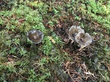 Clitocybula atrialba image