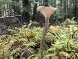 Clitocybula atrialba image