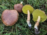 Aureoboletus auriporus image