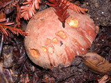 Boletus regius image