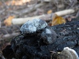 Daldinia childiae image