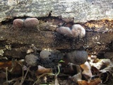 Daldinia childiae image