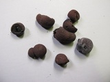 Daldinia childiae image